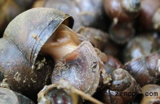 Snail breeding