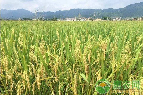 ä¸è‹—åž‹ä¼˜è´¨æ°´ç¨»é«˜æ•ˆä¸°äº§æ ½åŸ¹æŠ€æœ¯