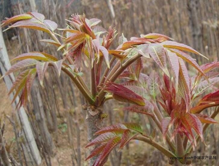 Why do senior foodies recommend red fragrant buds?