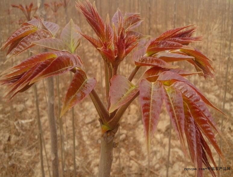 Why do senior foodies recommend red fragrant buds?