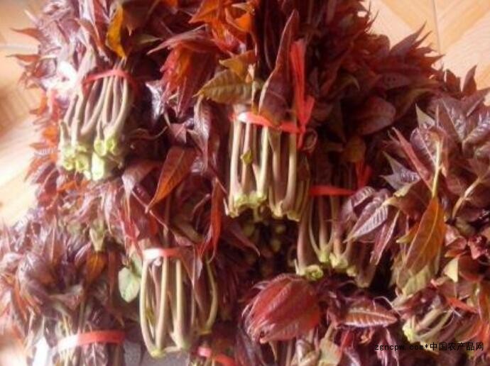 Why do senior foodies recommend red fragrant buds?