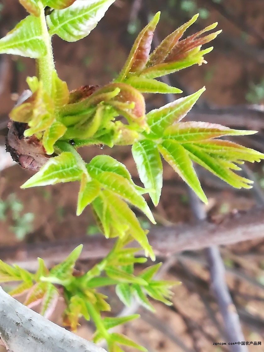 Why do senior foodies recommend red fragrant buds?