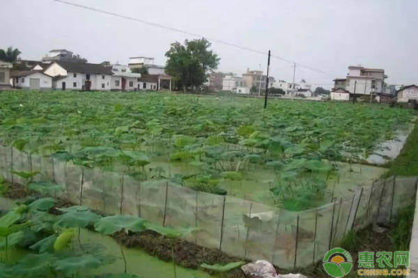 èŽ²è—•çš„ç§æ¤è¦ç‚¹æœ‰å“ªäº›ï¼ŸèŽ²è—•é«˜äº§ç§æ¤ç®¡ç†æ–¹æ³•