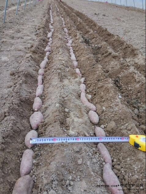 How is the sweet potato cultivation method like this? Where do you buy sweet potato seedlings?