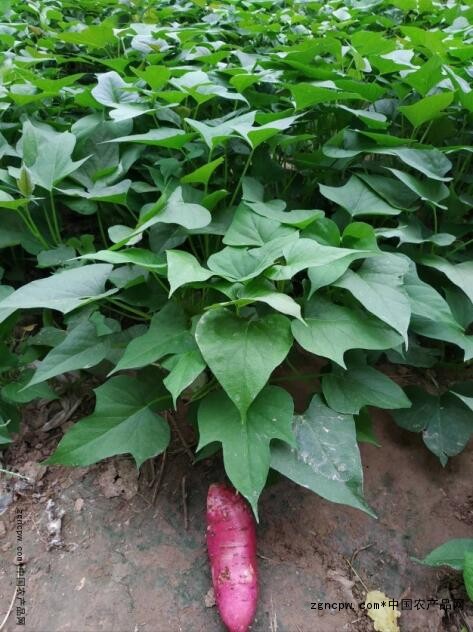 How is the sweet potato cultivation method like this? Where do you buy sweet potato seedlings?