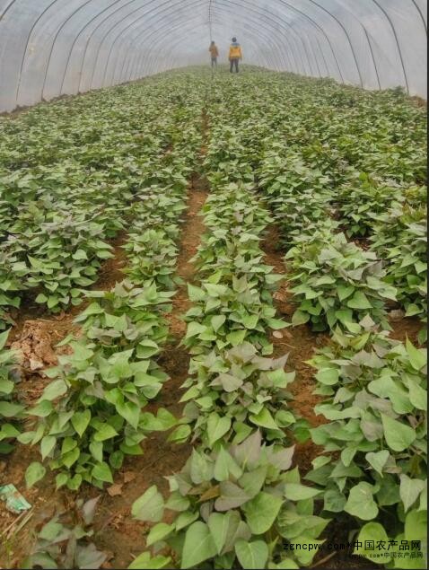 How is the sweet potato cultivation method like this? Where do you buy sweet potato seedlings?