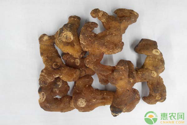 ä¸­è¯é»„ç²¾æœ‰æ€§ç¹æ®–+æ— æ€§ç¹æ®–å‘è‚²è§„å¾‹