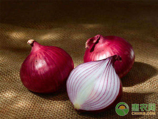 How to top dress onion