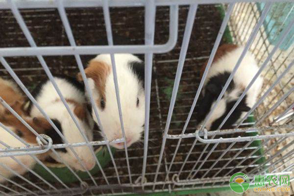 è·å…°çŒªçš„å¸¸è§ç–¾ç—…åŠæ²»ç–—æ–¹æ³•