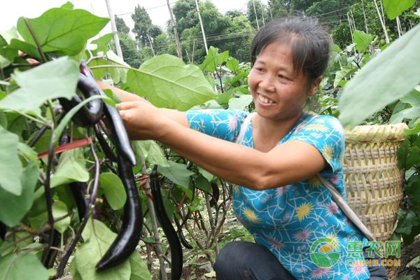  èŒ„å­ç—…è™«å®³ä¾µè¢­æ¡ˆä¾‹