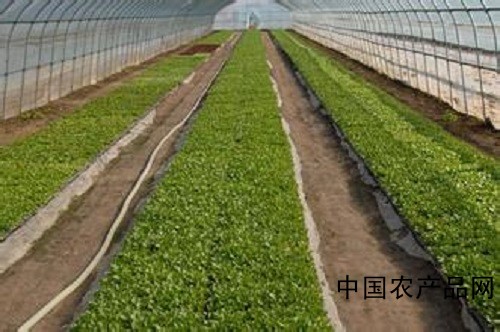 Production of pea seedlings in greenhouses