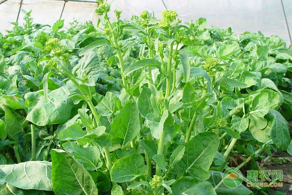 å¶ç”¨è–¯ä¸Žæ²¹èœè–¹è½®ä½œæ ½åŸ¹æ¨¡å¼ï¼Œäº©äº§2ä¸‡æ•ˆç›Šé«˜