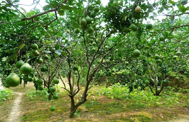 Grapefruit fertilization considerations