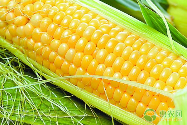 çŽ‰ç±³ç§æ¤å¦‚ä½•é˜²æ²»ç—…è™«å®³ï¼ŸçŽ‰ç±³é«˜äº§ç§æ¤æŠ€æœ¯