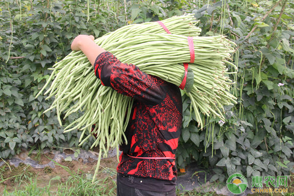 è±†è§’é«˜äº§ç§æ¤æŠ€æœ¯ï¼Œç»“çš„éƒ½æ‘˜ä¸å®Œ