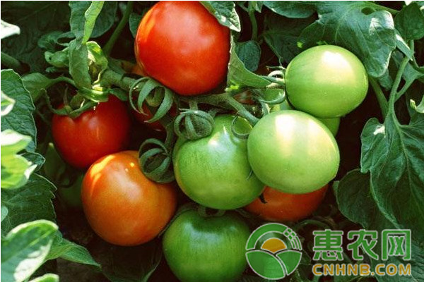 ç•ªèŒ„å¸¸è§ç—…å®³çš„è¯†åˆ«ä¸ŽåŒºåˆ«ï¼ˆé™„é˜²æ²»æŽªæ–½ï¼‰