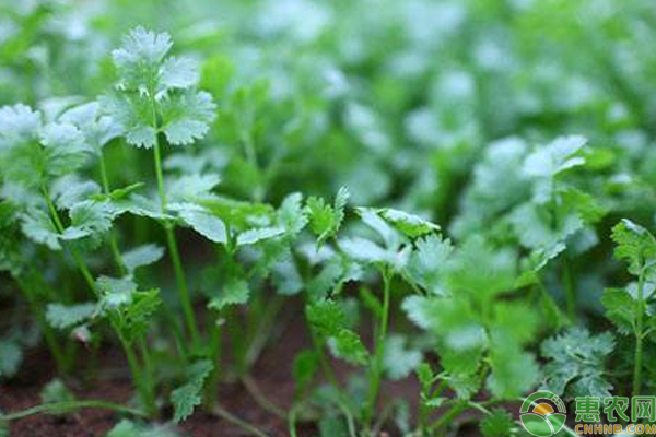 å¤å­£é¦™èœç§æ¤å¦‚ä½•èƒ½é«˜äº§ï¼Ÿæµ…è°ˆä¸€äº©é¦™èœæ”¶å…¥2ä¸‡çš„é«˜äº§ç§æ¤æŠ€æœ¯