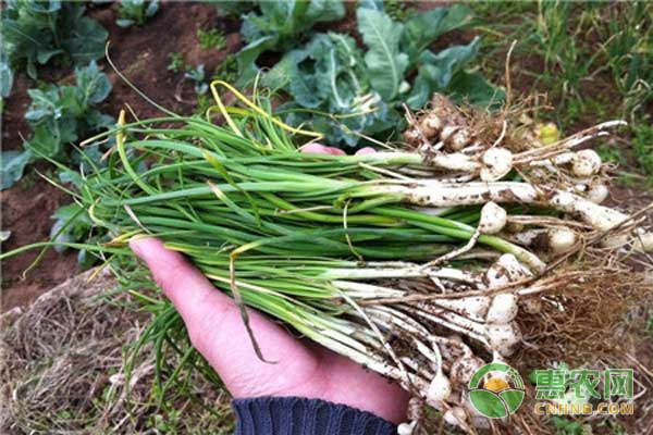 é‡ŽéŸ­èœç§æ¤æŠ€æœ¯