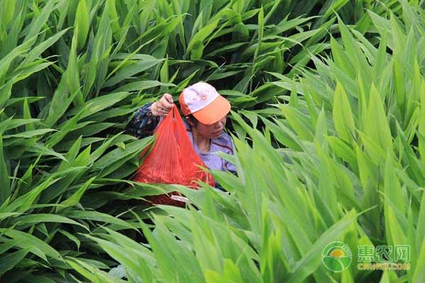 æ´‹èƒ¡å§œæ€Žä¹ˆç§ï¼Ÿæ´‹èƒ¡å§œé«˜äº§é«˜æ•ˆç§æ¤æŠ€æœ¯