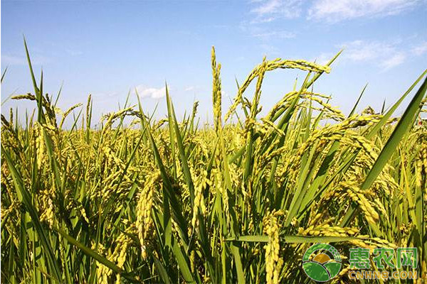 æ°´ç¨»ç¨»é£žè™±æ€Žä¹ˆé˜²æ²»ï¼Ÿæ°´ç¨»ç¨»é£žè™±çš„å‘ç”Ÿç—‡çŠ¶åŠé˜²æ²»æŽªæ–½ä»‹ç»