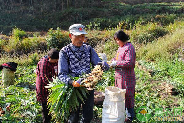 ç”Ÿå§œç§æ¤