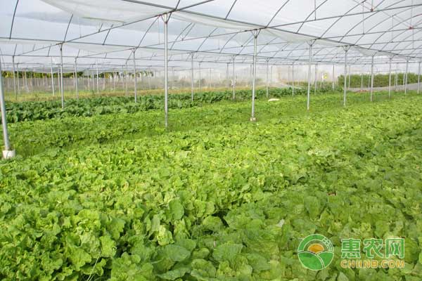 è”¬èœå¦‚ä½•åœ¨ä½Žæ¸©å­£èŠ‚åŠ å¼ºç®¡ç†é˜²æ­¢å†»å®³ï¼Ÿ