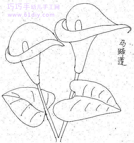 Stick figure of calla lily