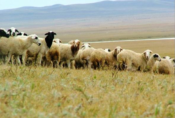 Inner Mongolia revives cashmere industry again