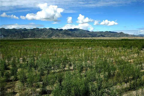 The Nanmulin Ecological Demonstration Zone on the north bank of the Yarlung Zangbo River is planted with saplings under the blue sky and white clouds. Fire inflammation