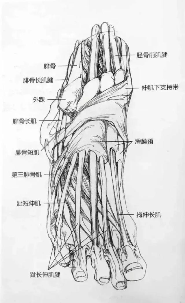 Deep dry goods, sketching shoes perspective is not allowed? The most complete sketch shoes analysis