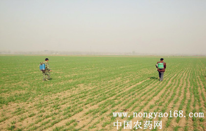 Winter wheat chemical weeding method and precautions