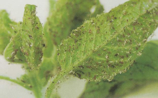 Aphid Infestation