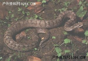 After the fall of the snake python activity is unusually frequent Donkey mountaineering trip should be more careful [Figure]