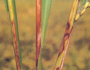 Rice sheath blight