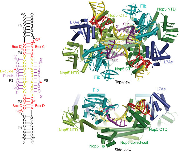 China Education Equipment Purchasing Network C / D RNA protein complex structure diagram