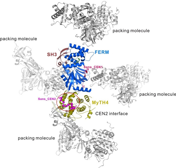 Crystal structure of actin 7a and Sans protein complex analyzed using data collected from Shanghai Light Source Biomacrobeam Station (BL17U)