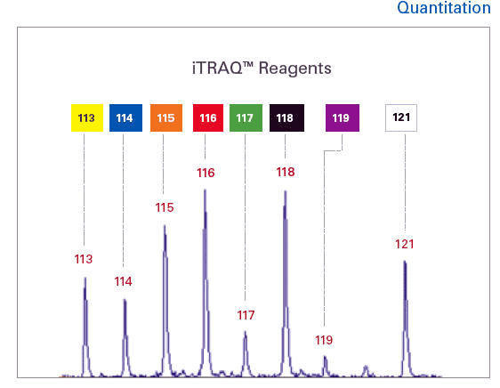 iTRAQ quantitative