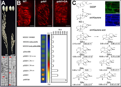 New pathway found in plants to regulate gibberellin synthesis