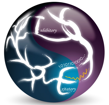 New strategies discovered by the nerves to maintain the balance of excitement and inhibition of the cerebral cortex