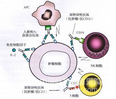 Study finds key signaling mechanism of leukemia AKT / FOXO