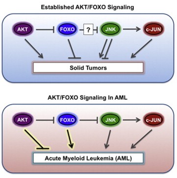 Study finds key signaling mechanism of leukemia AKT / FOXO