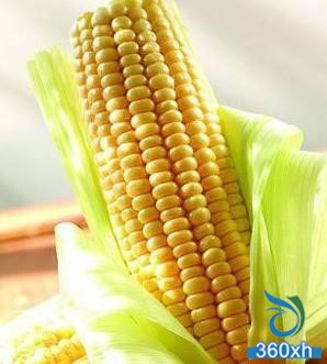 corn