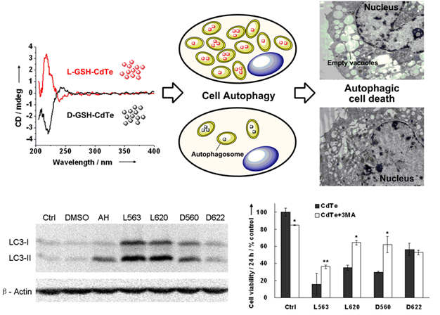 The Chinese Academy of Sciences has made a series of progress in the research of bio-inorganic nanocomposites