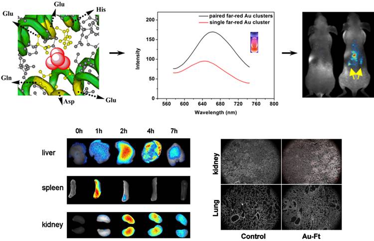 The Chinese Academy of Sciences has made a series of progress in the research of bio-inorganic nanocomposites