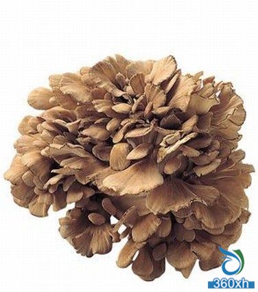 Fungus Beauty Star: Maitake