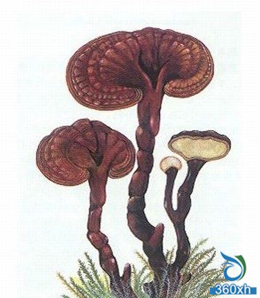 Fungus Beauty Star: Ganoderma Lucidum