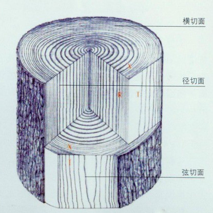 China Timber Net - Wood - How to cut logs can increase the yield