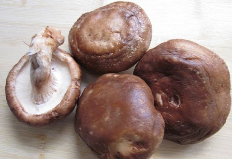 Shiitake mushroom