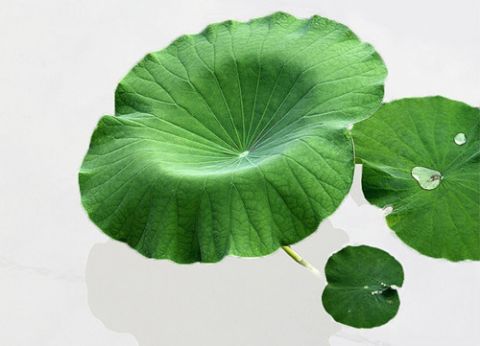 Lotus leaf