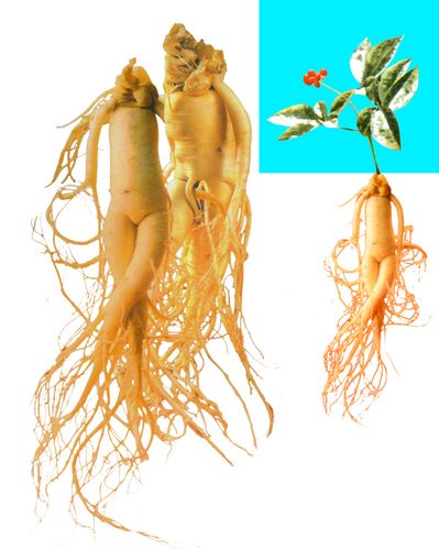 Ginseng